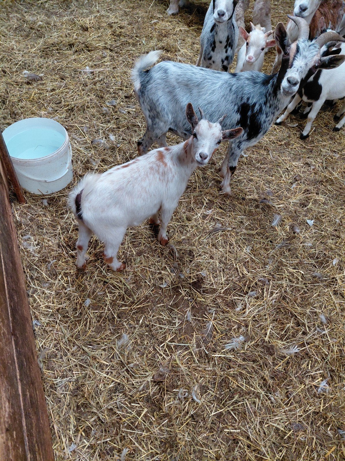 Jong Dwerggeitje Te Koop, Dieren en Toebehoren, Vrouwelijk, Geit, 0 tot 2 jaar