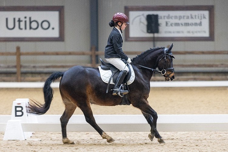 8 jarige new forest C pony Kroon en prestatie merrie, Dieren en Toebehoren, Pony's, Merrie, Met stamboom, Dressuurpony, M