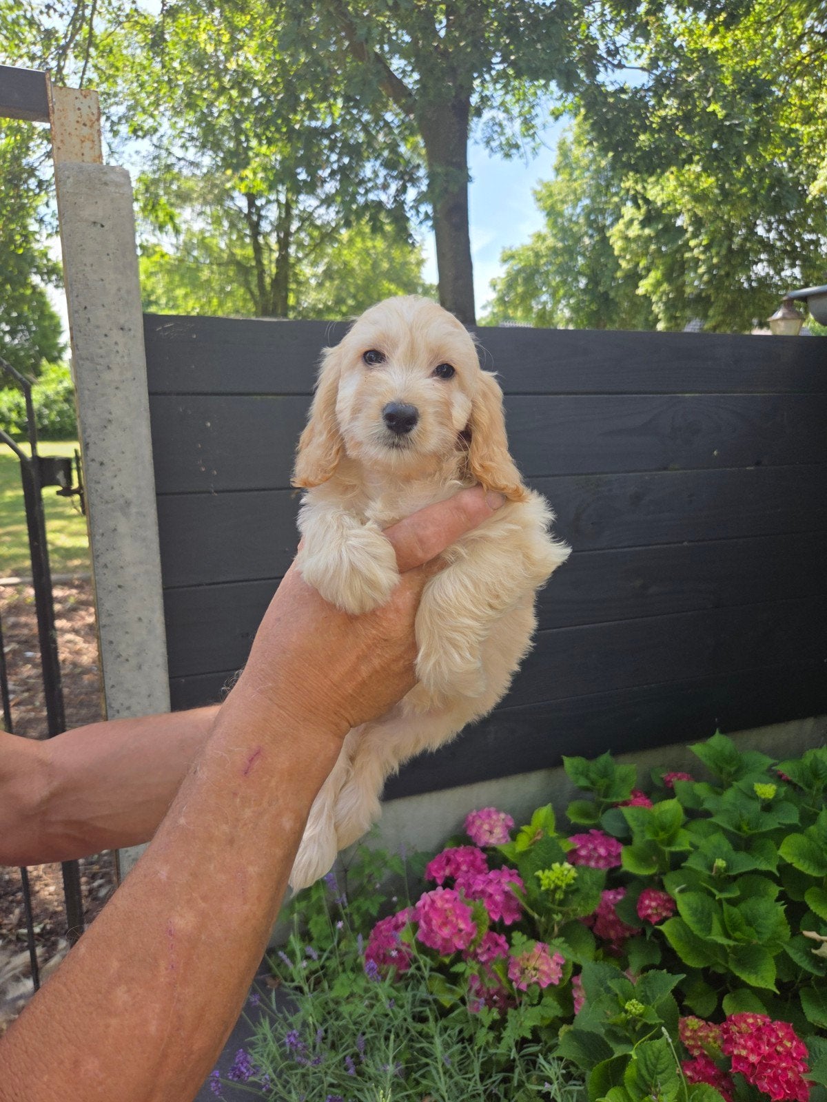 Zeer mooie Cockapoo pups te koop Cocker spaniel x poedel, Dieren en Toebehoren, Honden | Retrievers, Spaniëls en Waterhonden, Overige rassen