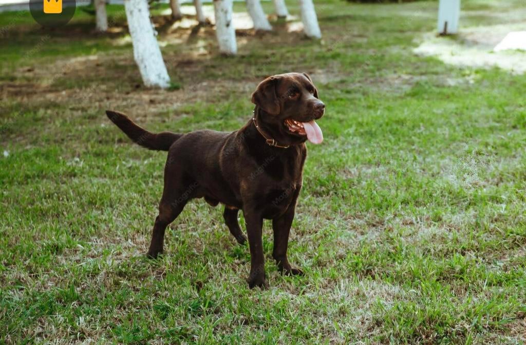 GEVRAAGD: volwassen labrador, Dieren en Toebehoren, Honden | Retrievers, Spaniëls en Waterhonden, Reu, 1 tot 2 jaar, Labrador retriever