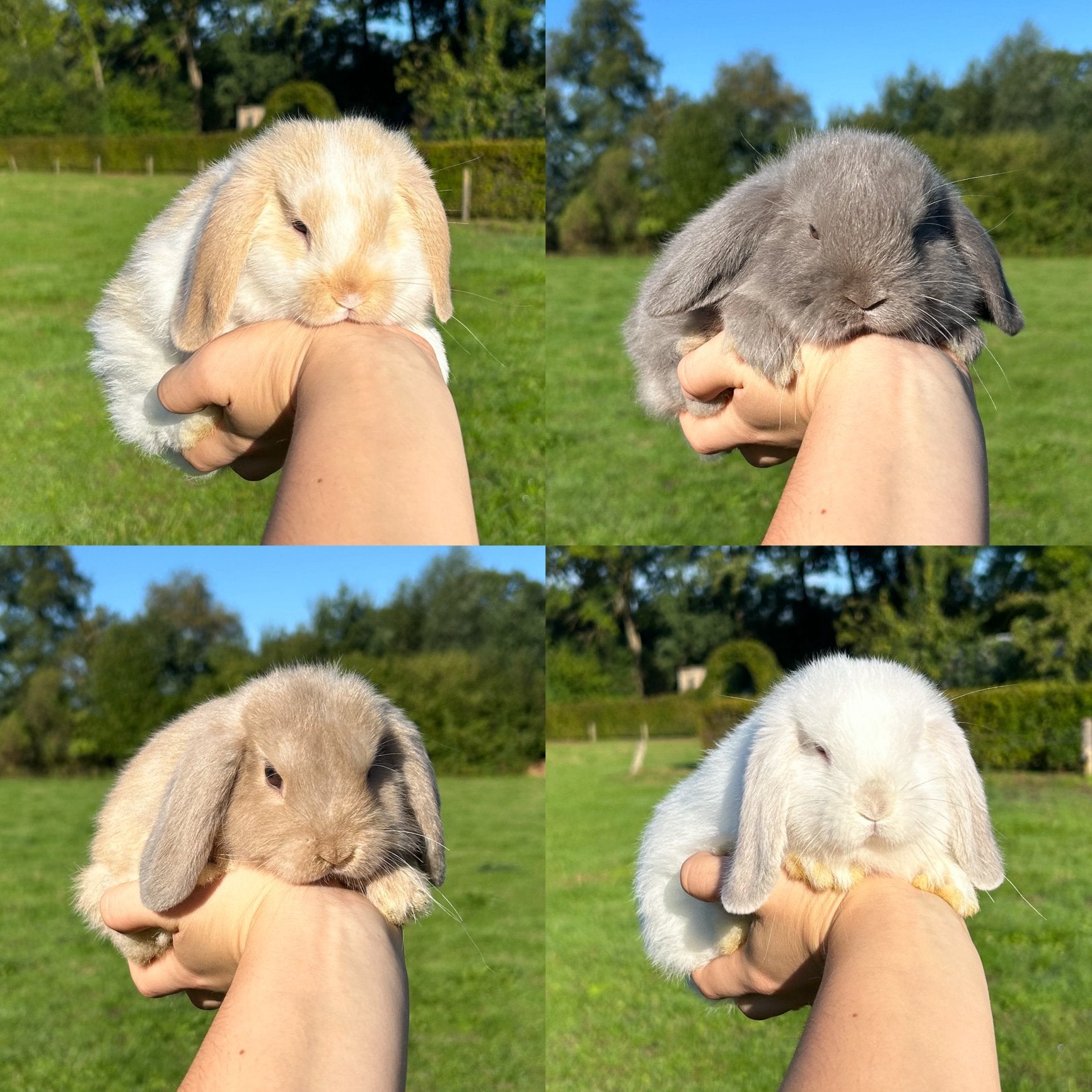 De liefste jonge konijntjes! (Minilop, NHD), Meerdere dieren, Dwerg, Hangoor, 0 tot 2 jaar