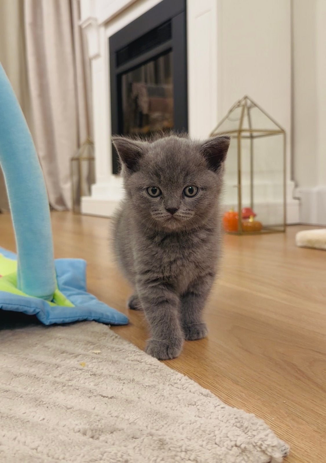 Britse korthaar kitten (mannetje), Dieren en Toebehoren, Katten en Kittens | Overige Katten, Kater, Kortharig, 0 tot 2 jaar