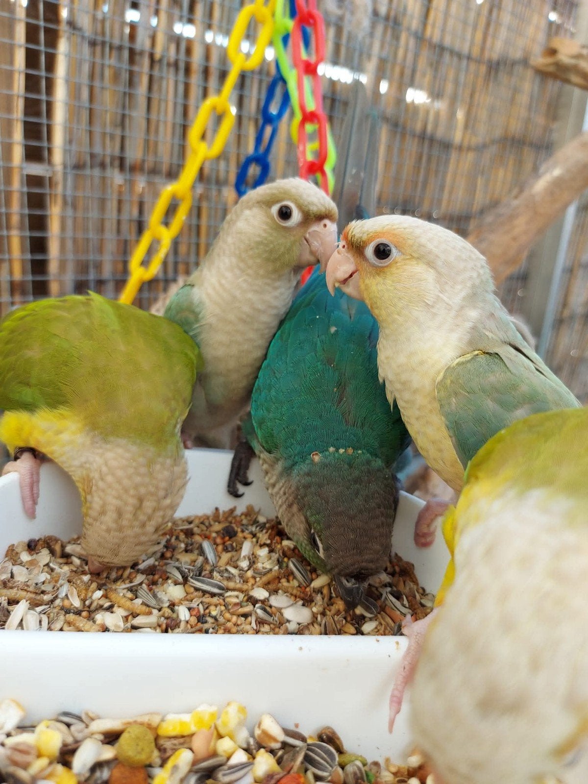 Pyrrhura Paleis Opvang (herplaatsen), Meerdere dieren
