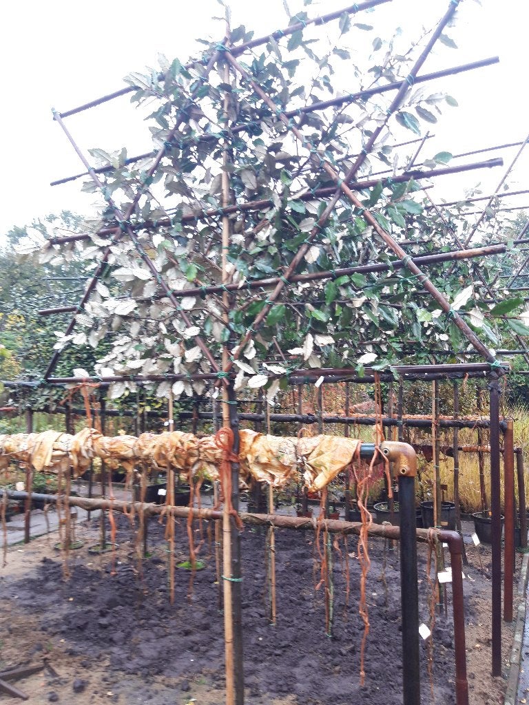 Elaeagnus Ebbingei als leiboom in pot, Leiboom, Lente, 250 tot 400 cm, Ophalen