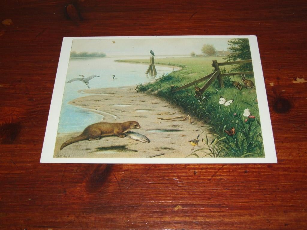 498- M.A. KOEKKOEK - VOGELS, Verzenden, 1980 tot heden, Ongelopen, Vogel
