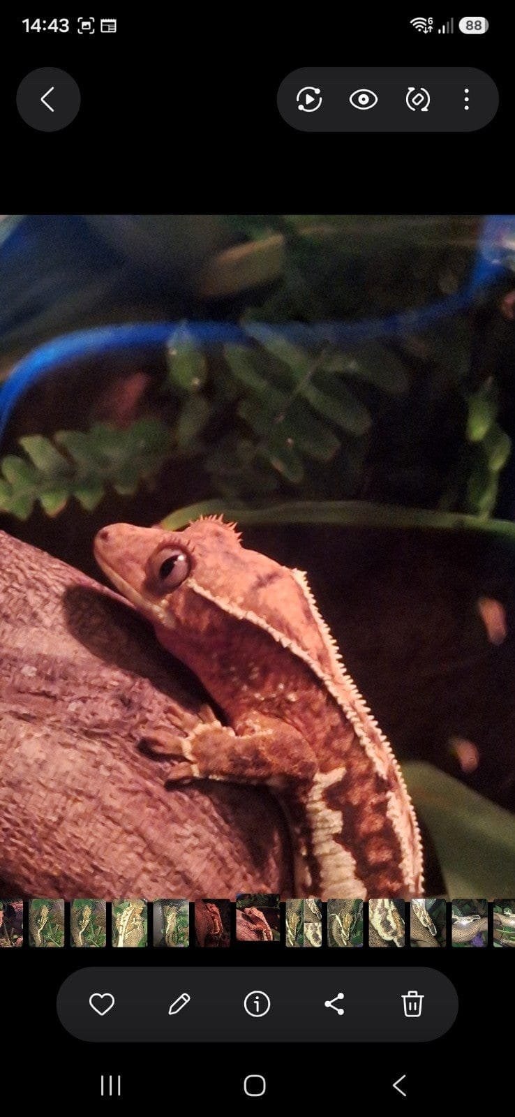 tricolor Lilly white crested gecko Crested Gecko photo 7