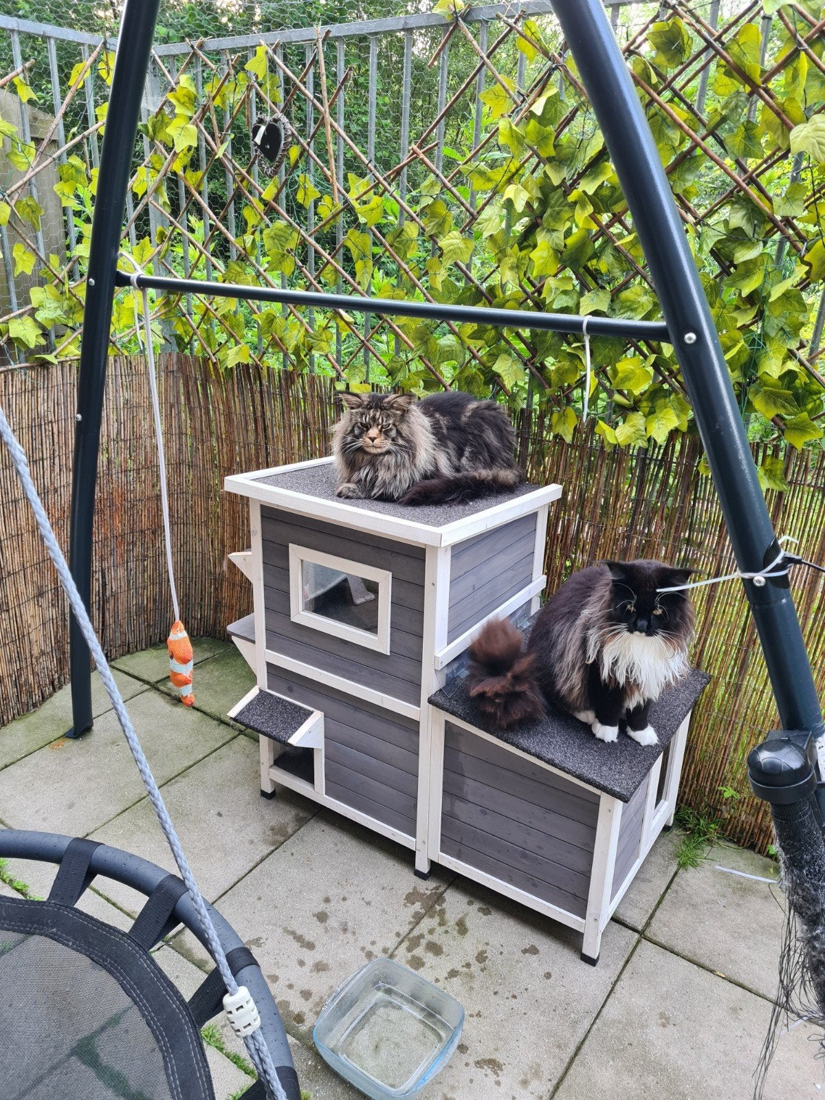 Bewezen Dekkater Mainecoon XL, Dieren en Toebehoren, Katten en Kittens | Dekkaters, 0 tot 2 jaar