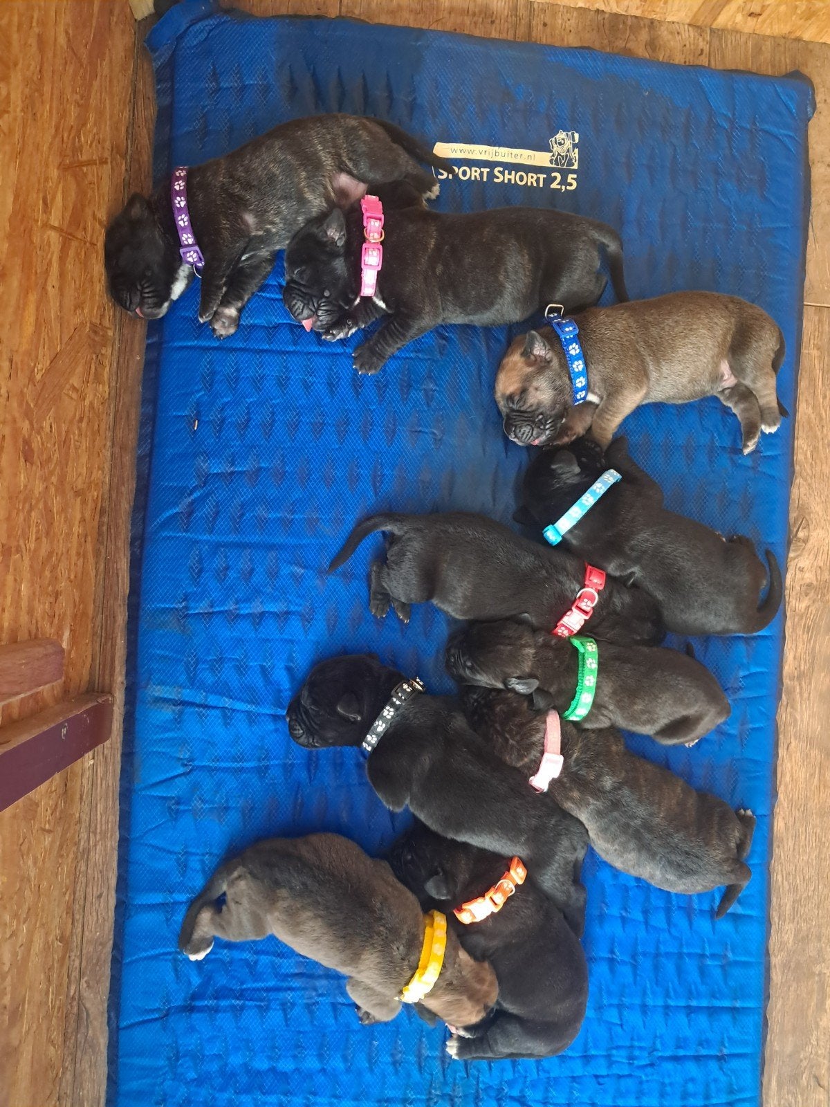 Cane Corso x Cane Corso/Bull Mastief pups, 8 tot 15 weken, Groot, Meerdere, Meerdere dieren
