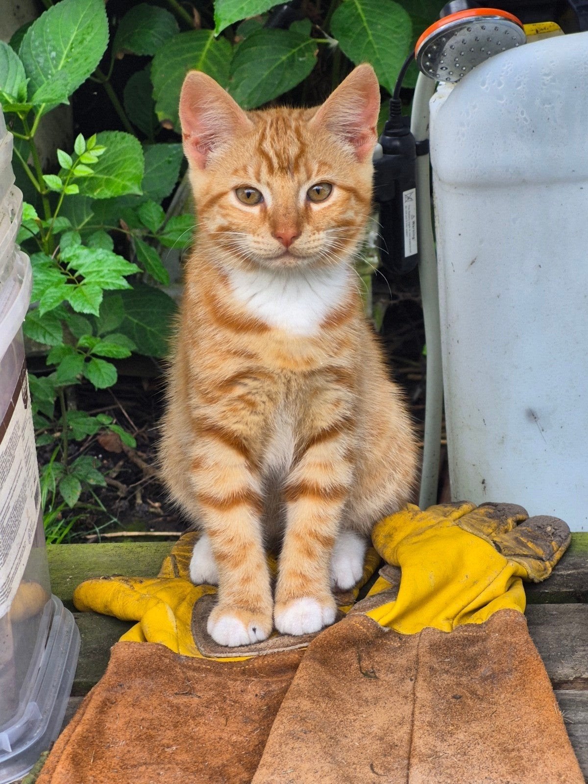 2 kittens van 12 weken