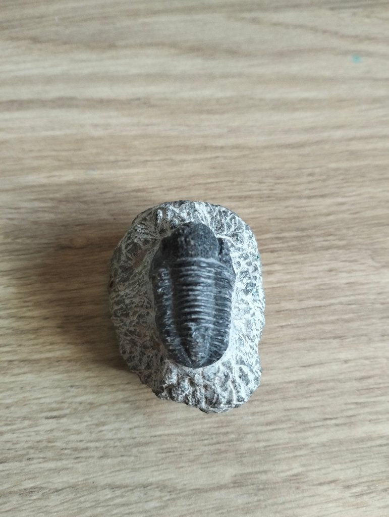 Trilobiet fosiel, Verzamelen, Mineralen en Fossielen, Ophalen of Verzenden, Fossiel