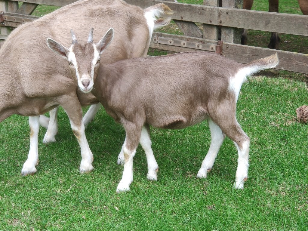 Te koop Toggenburger bok lam  [ gecastreerd ], Dieren en Toebehoren, Schapen, Geiten en Varkens, Meerdere dieren, Geit, 0 tot 2 jaar