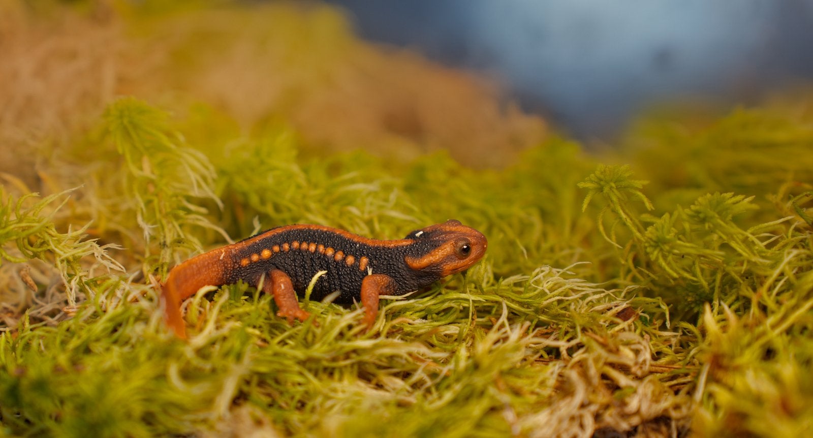 Ik bied Triturus marmoratus, pygmaeus, Tylototriton shanjing