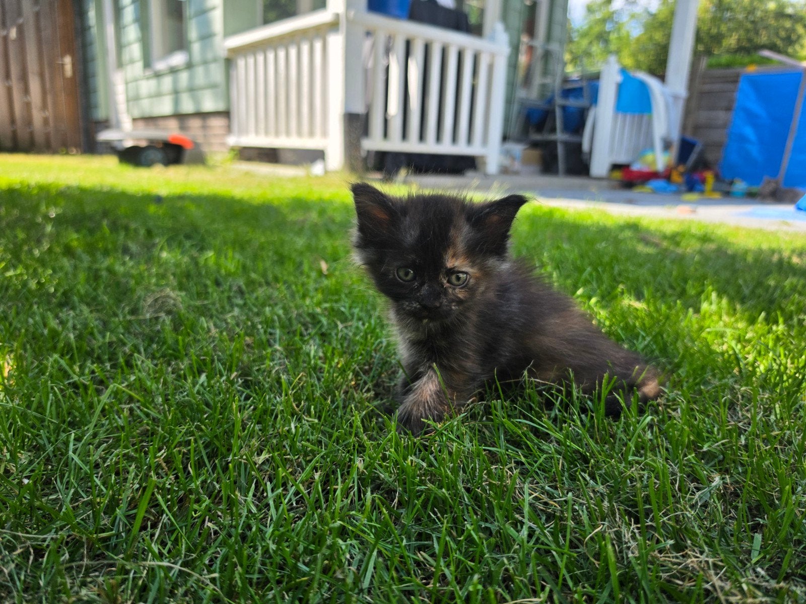 Main coon kittens beschikbaar., Meerdere dieren, Langharig, 0 tot 2 jaar
