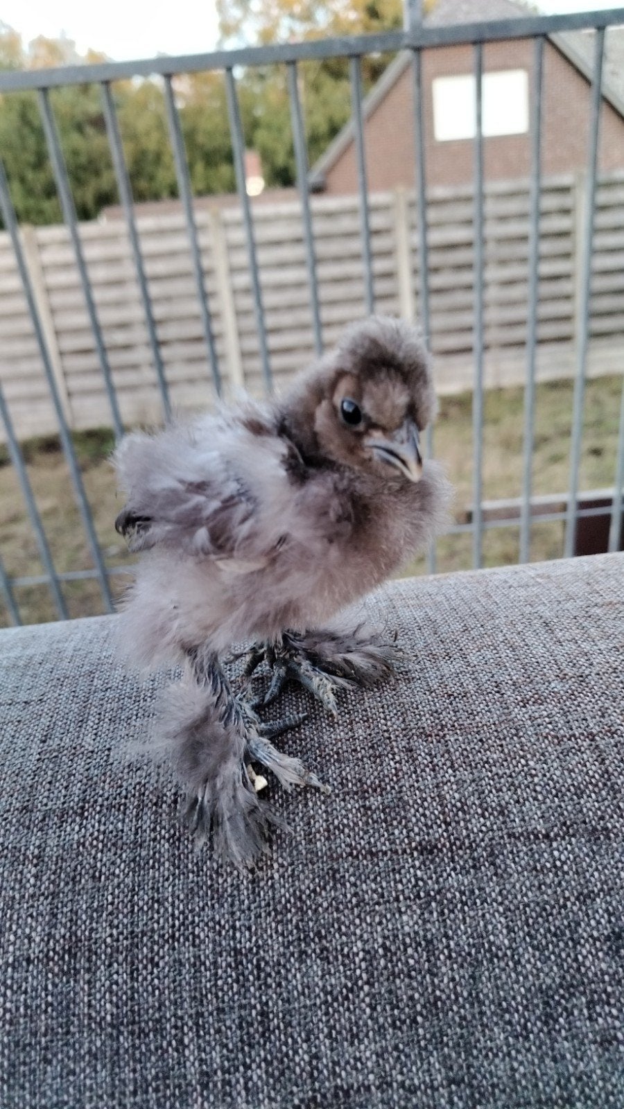 zijdehoen kuikentje, Dieren en Toebehoren, Geslacht onbekend, Kip