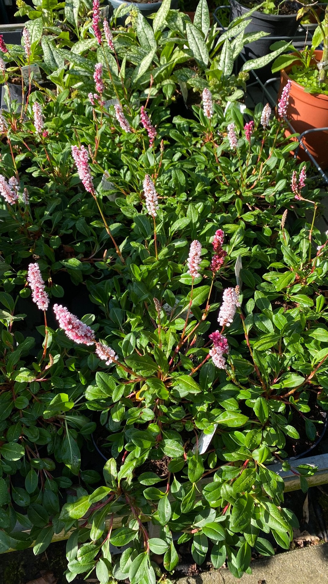 Persicaria affinis 'Kabouter' - Roze bloeiende bodembedekker, Ophalen, Bodembedekkers, Volle zon, Vaste plant