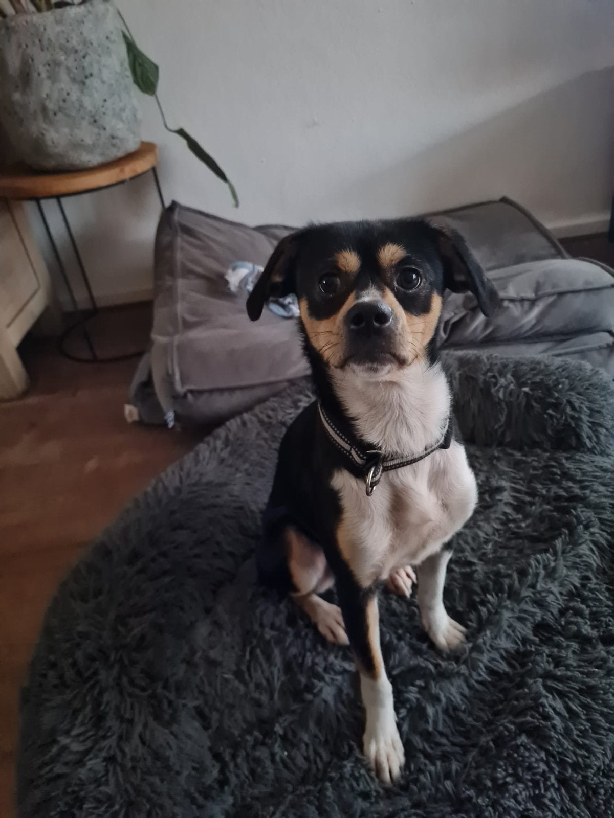 Buddy, Particulier, 15 weken tot 1 jaar, Reu, Buitenland