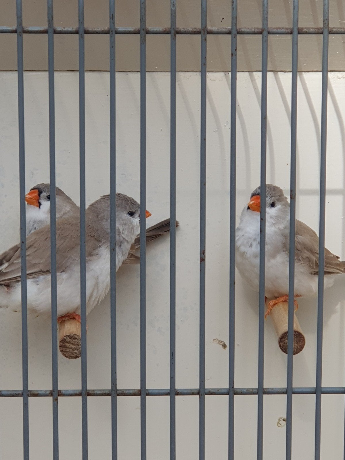 Zebravinken zwartborst bleekrug grijs., Dieren en Toebehoren, Vrouwelijk, Tropenvogel, Geringd