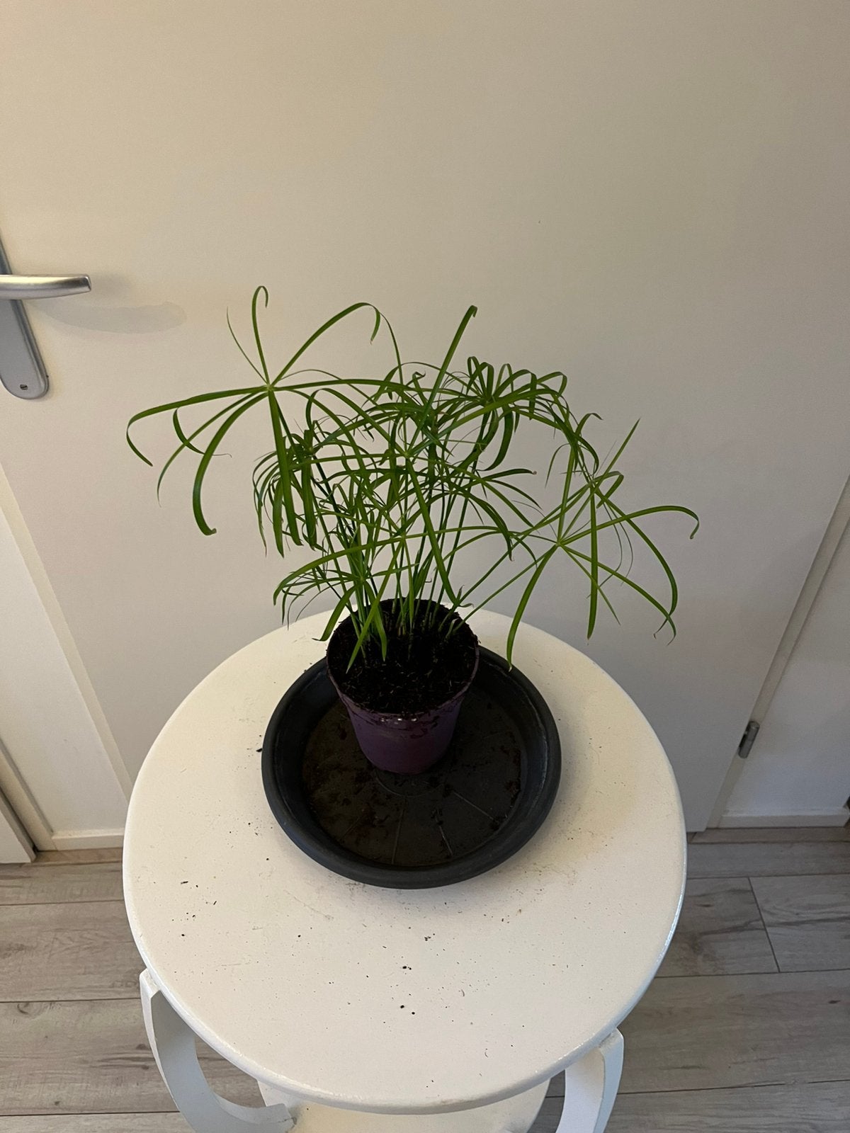 Parapluplant kamerplant, Ophalen, Halfschaduw, Minder dan 100 cm