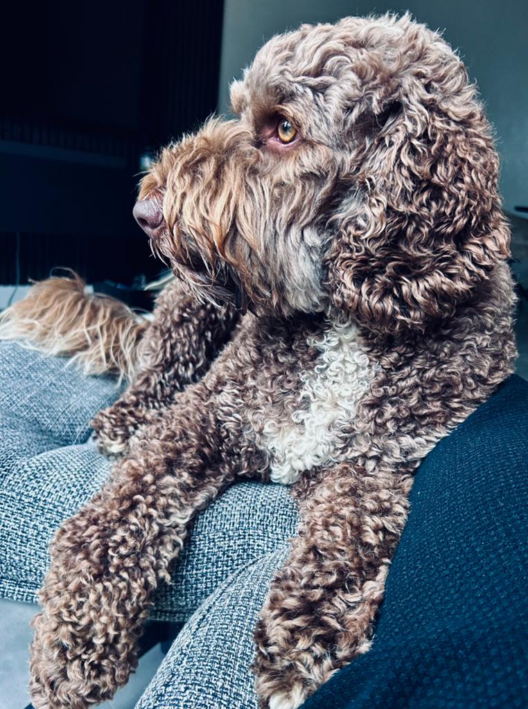 Oppas voor Lux, Diensten en Vakmensen, Dieren | Honden | Verzorging, Oppas en Les, Particuliere oppas