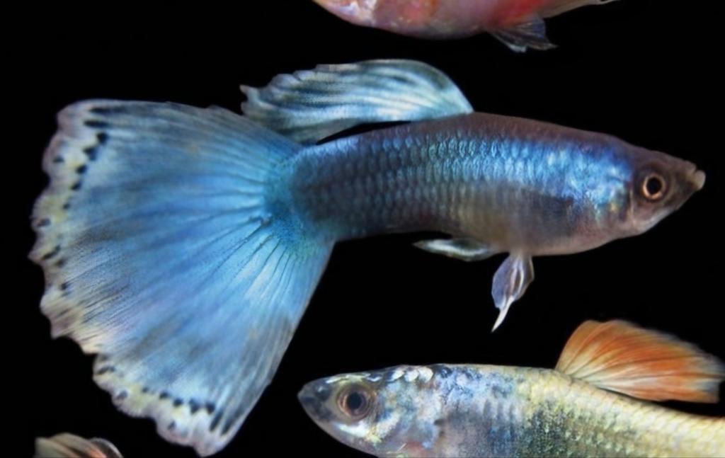 Jonge blauwe sluierstaart guppy., Vis