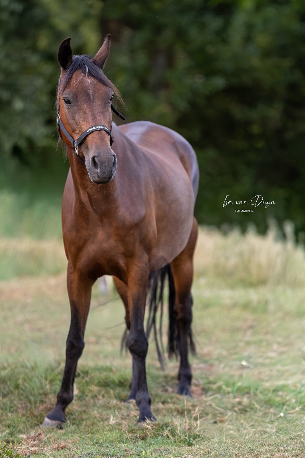 Stamboek New Forest ster merrie 17jaar, Dieren en Toebehoren, Met stamboom, Springpony, 3 tot 6 jaar, Onbeleerd