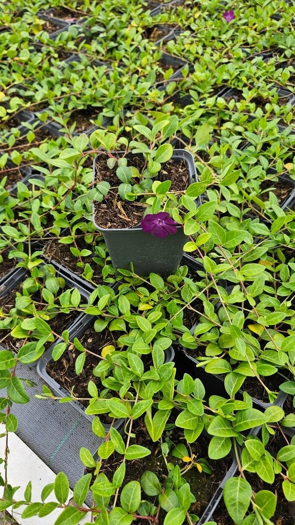 Maagdenpalm - Vinca minor Atropurpurea - paars, Ophalen of Verzenden, Overige soorten, Halfschaduw