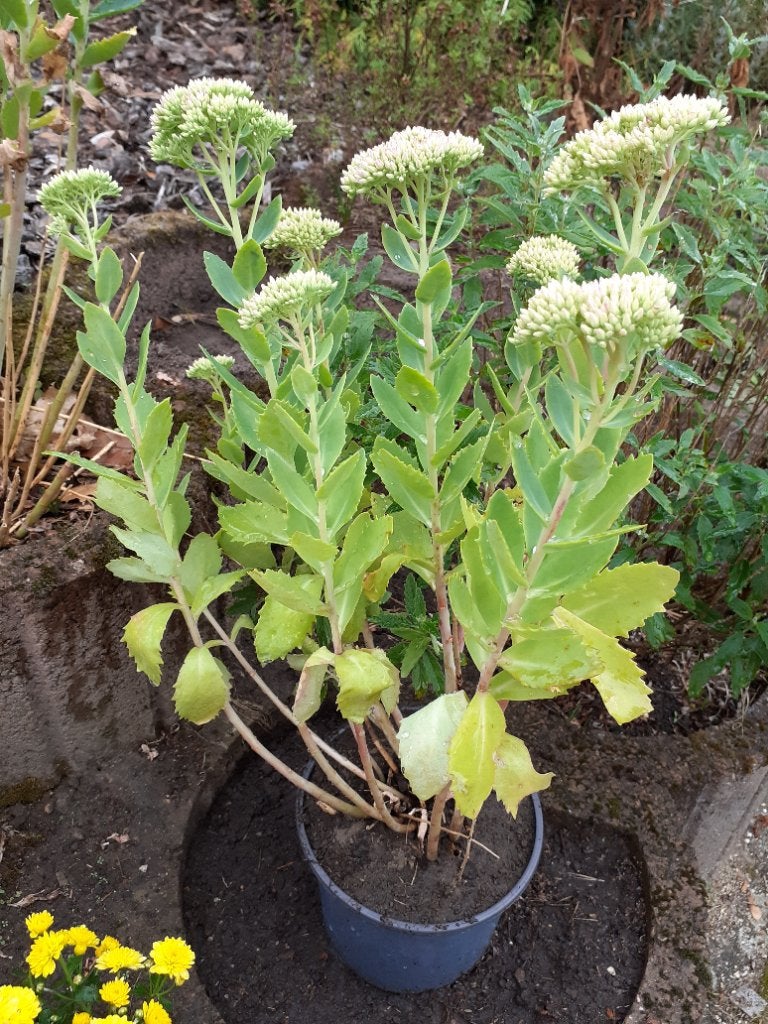 Roze hemelsleutel / vetkruid, Volle zon, Vaste plant, Zomer, Ophalen