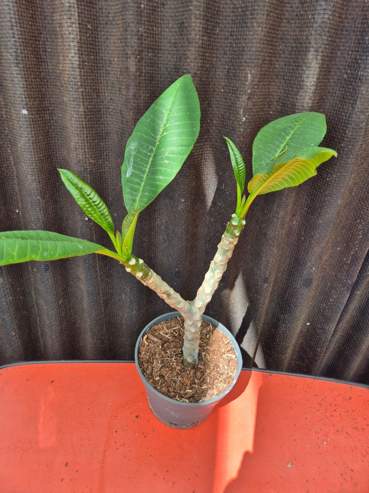 Plumeria Rubra Hawaiian p17 (7), Ophalen of Verzenden, Halfschaduw, Minder dan 100 cm