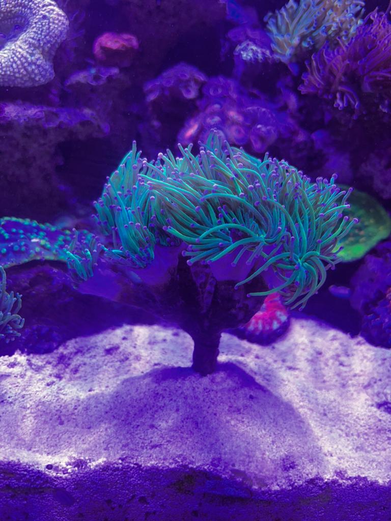 Mooie Torch stekken te koop, Dieren en Toebehoren, Overige typen, Zoutwatervis