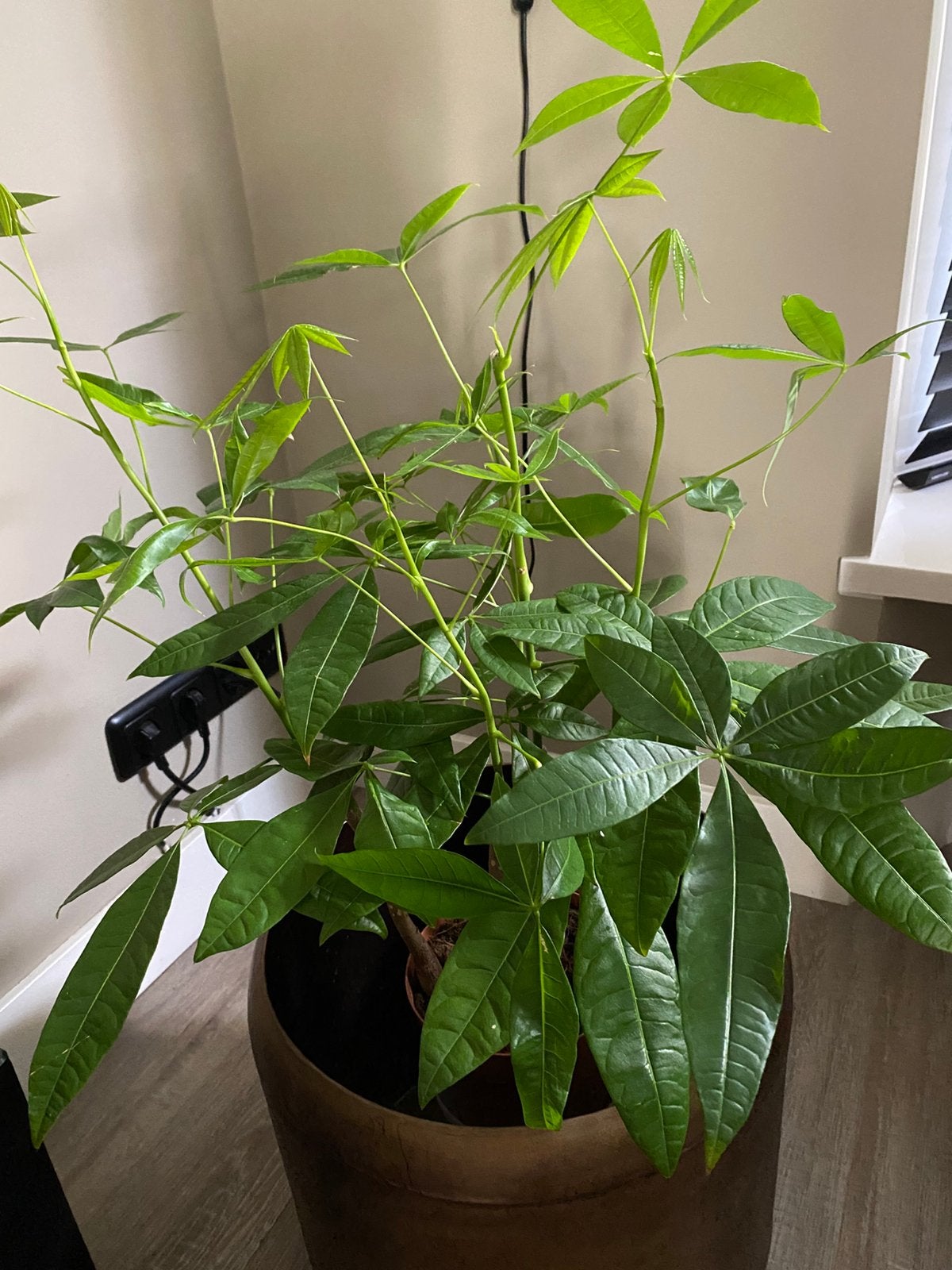 Mooie pachira of geldboom, Ophalen of Verzenden, Halfschaduw, Minder dan 100 cm