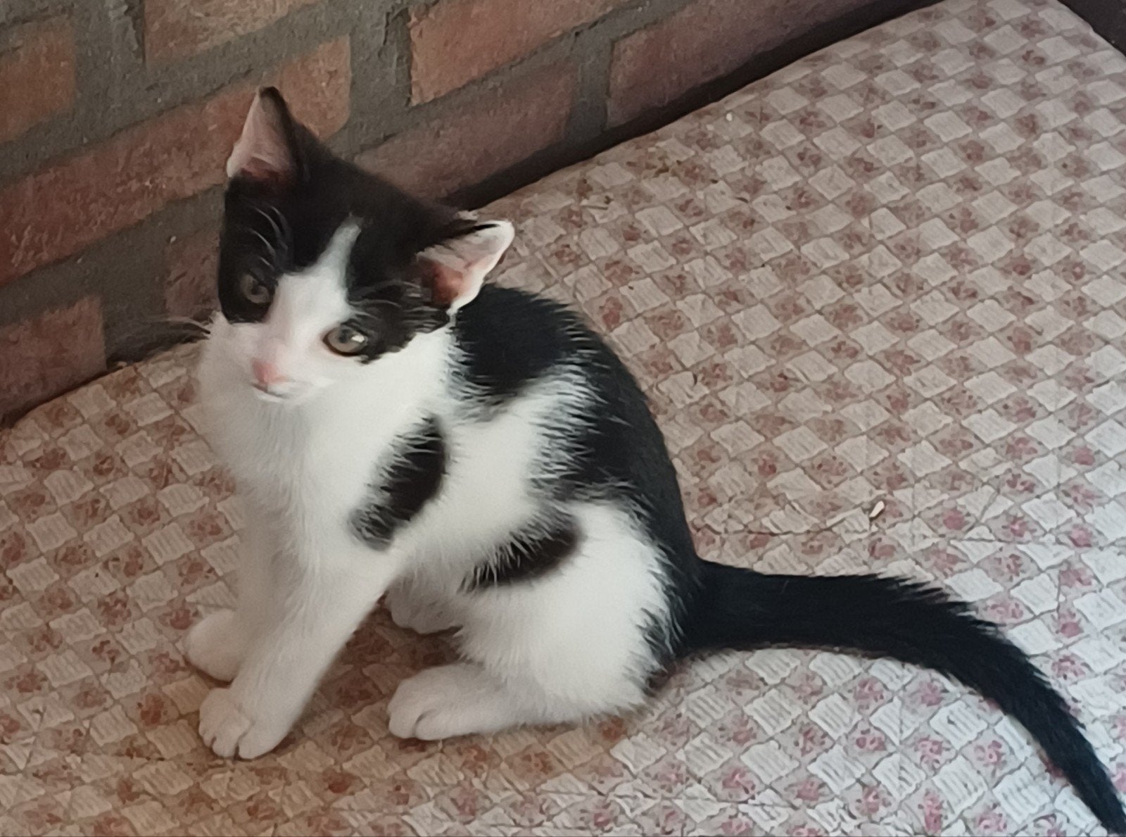 speelse kittens allemaal poesjes, Dieren en Toebehoren, Katten en Kittens | Overige Katten, Poes, Kortharig, 0 tot 2 jaar