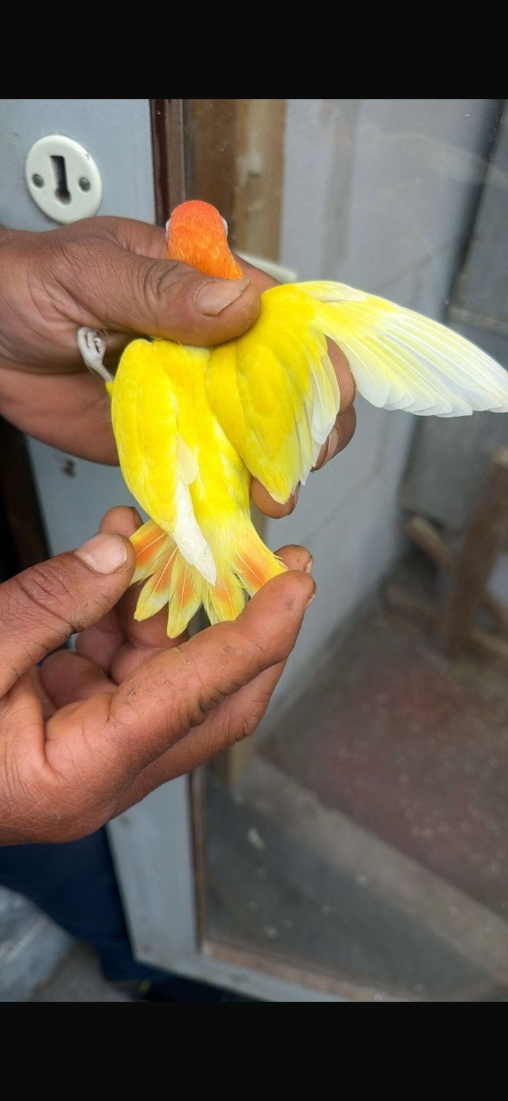 2 Agapornissen. 1lutino rode oog, wildkleur, Dieren en Toebehoren, Vogels | Parkieten en Papegaaien, Meerdere dieren, Dwergpapegaai of Agapornis