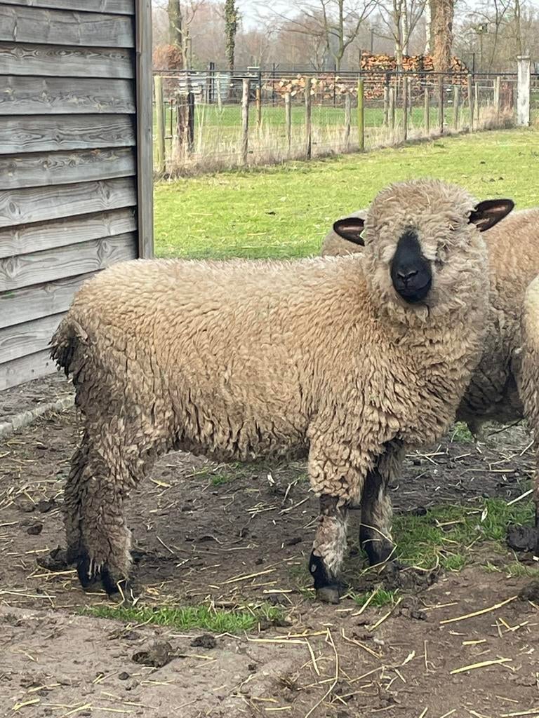 Hampshire Down Ooi, Dieren en Toebehoren, Schapen, Geiten en Varkens, Vrouwelijk, Schaap
