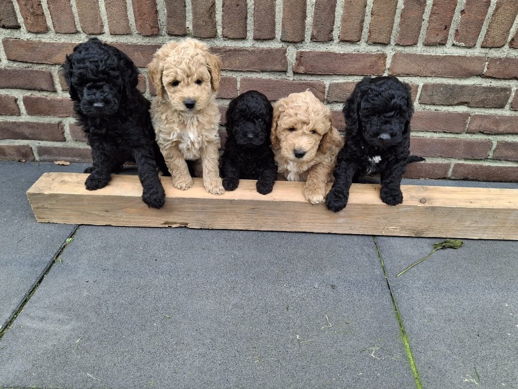 Prachtige pups mini Labradoodle, 8 tot 15 weken, Meerdere, Meerdere dieren, Klein
