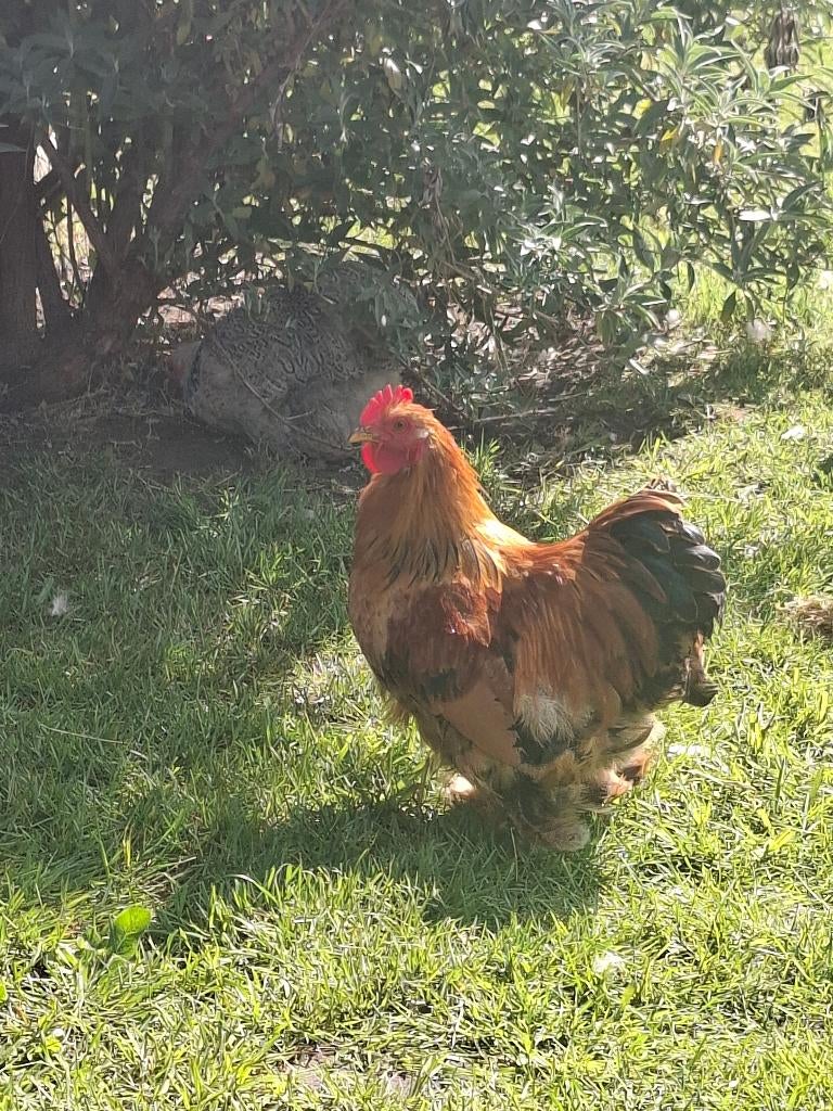 Cochin kriel hanen, Dieren en Toebehoren, Pluimvee, Mannelijk, Kip