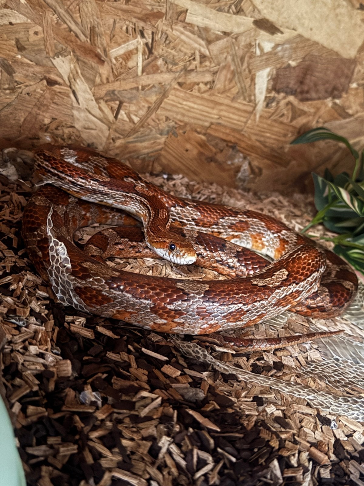 korenslang Corn Snake photo 2