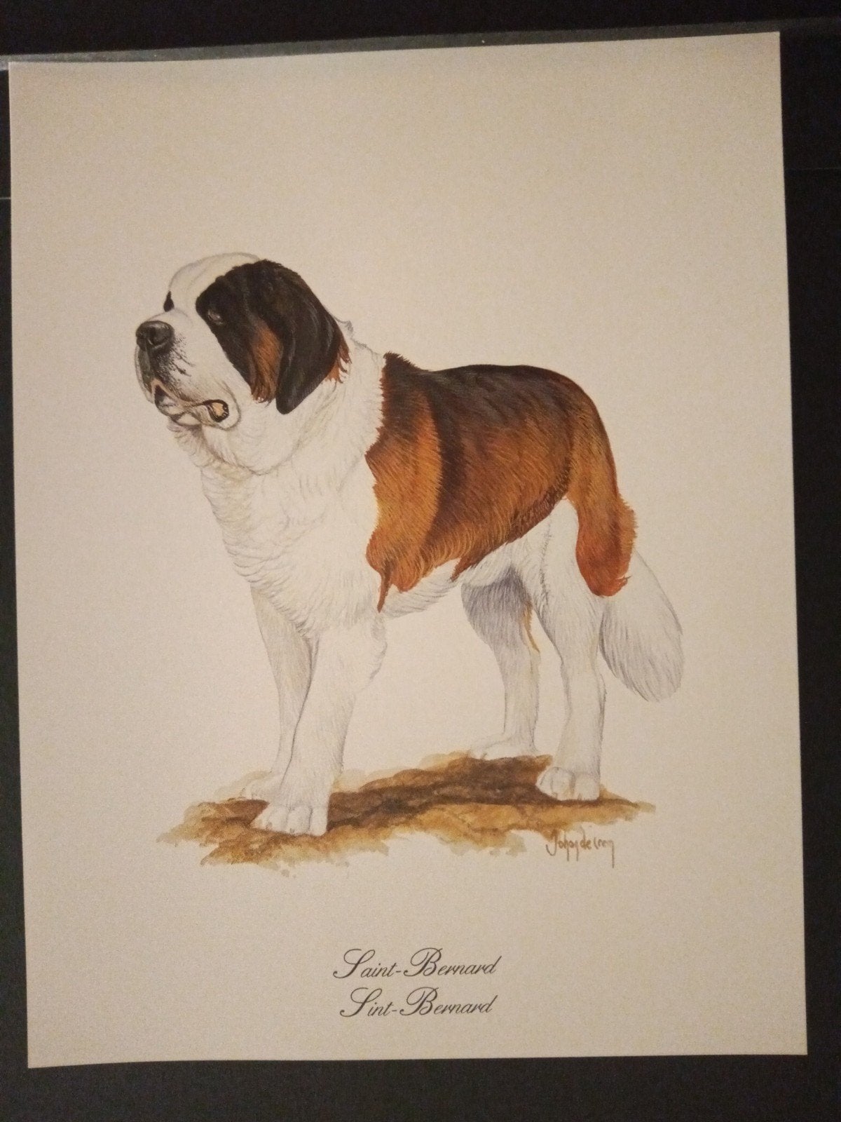 Sint Bernard - kunstprent - Johan de Crem tekenaar, Verzenden, 1980 tot heden, Zo goed als nieuw, Dier