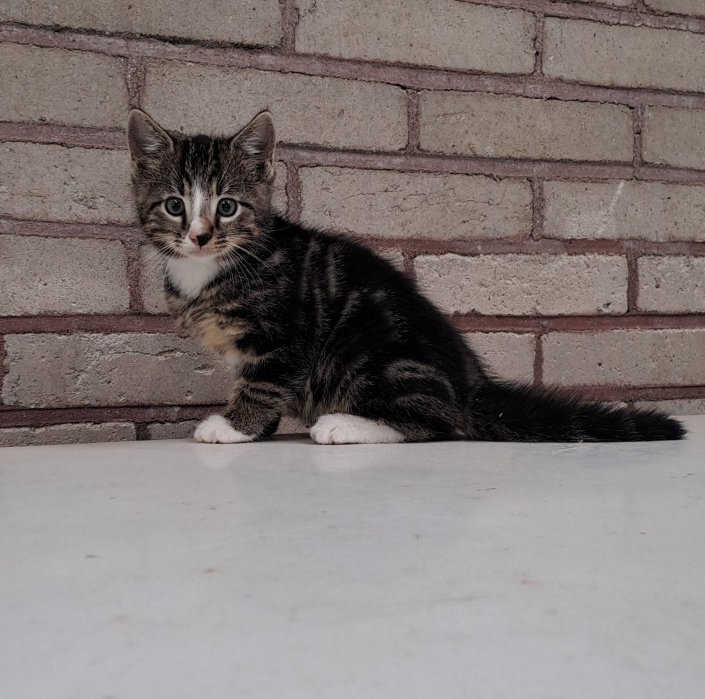Mooie kittens, Meerdere dieren, Ontwormd, 0 tot 2 jaar