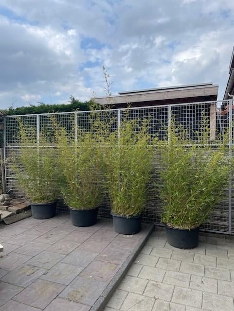 Bamboe "Phyllostachys Bissettii", Tuin en Terras, Planten | Tuinplanten, Vaste plant, Bloeit niet, Halfschaduw, Ophalen