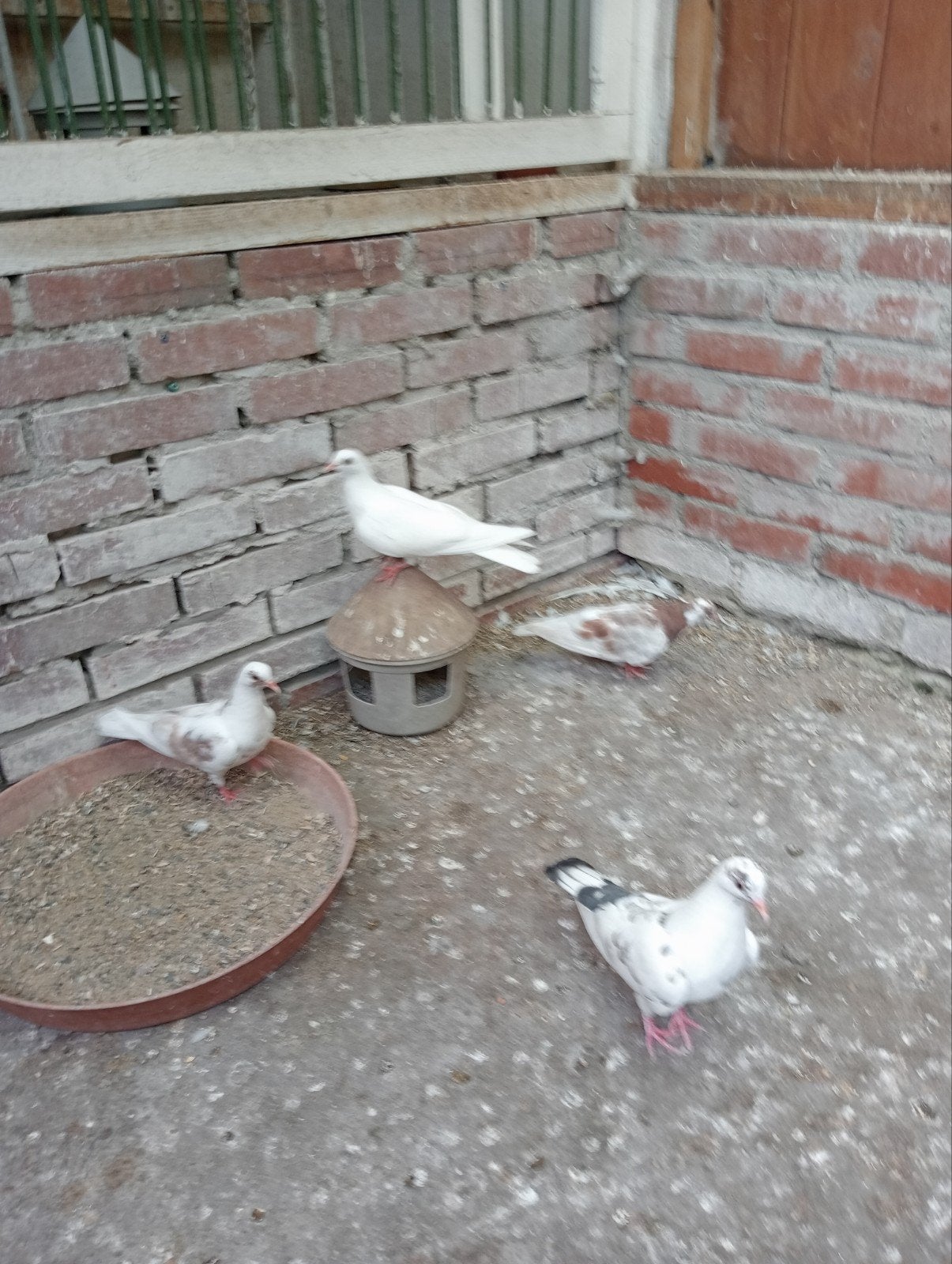Kumrus/Fluitduiven!, Dieren en Toebehoren, Vogels | Duiven, Meerdere dieren, Overige soorten