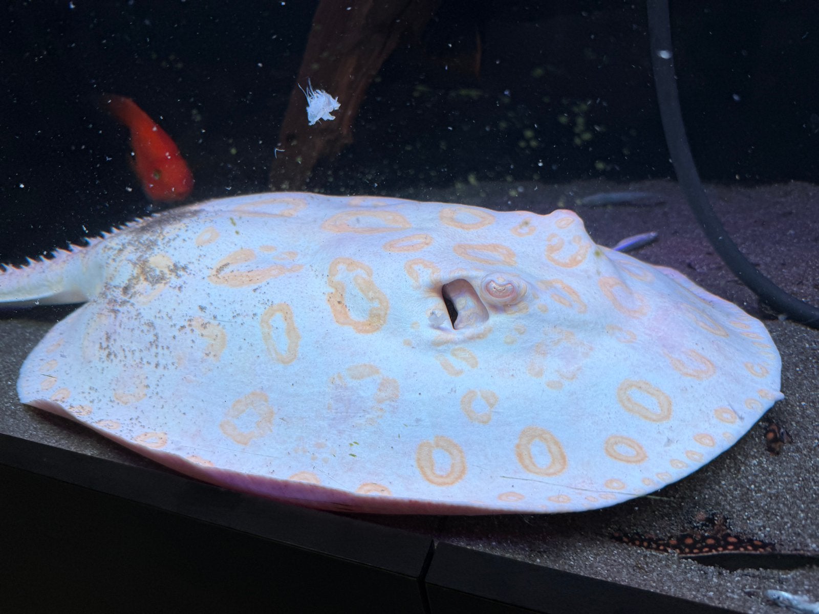 Bewezen kweekkoppel White Diamonds potamotrygon, Vis