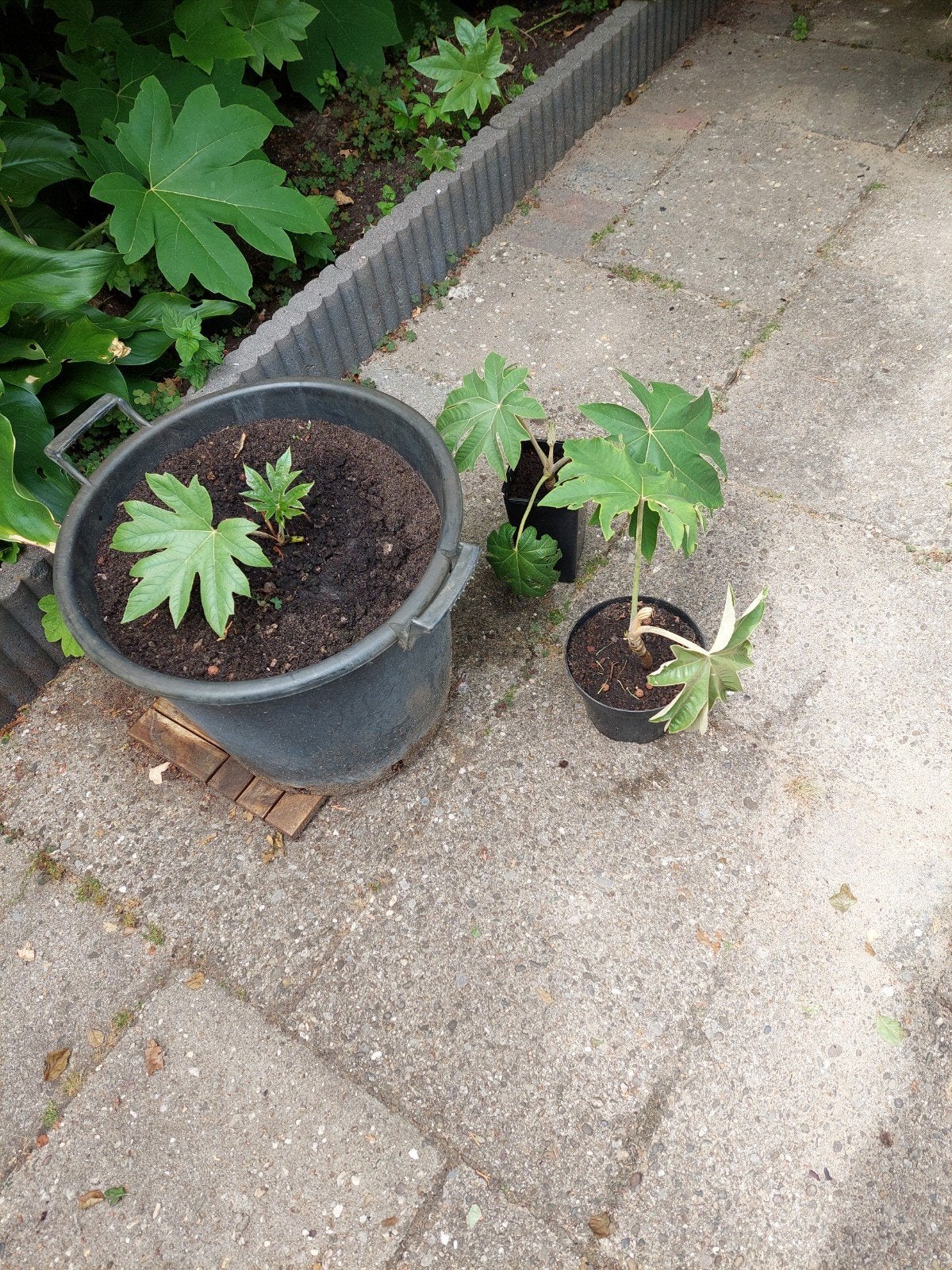 Rijstpapierplant (tetrapanax papyrifer) 3 gewortelde stekken, Tuin en Terras, Vaste plant, Halfschaduw, Herfst, Ophalen