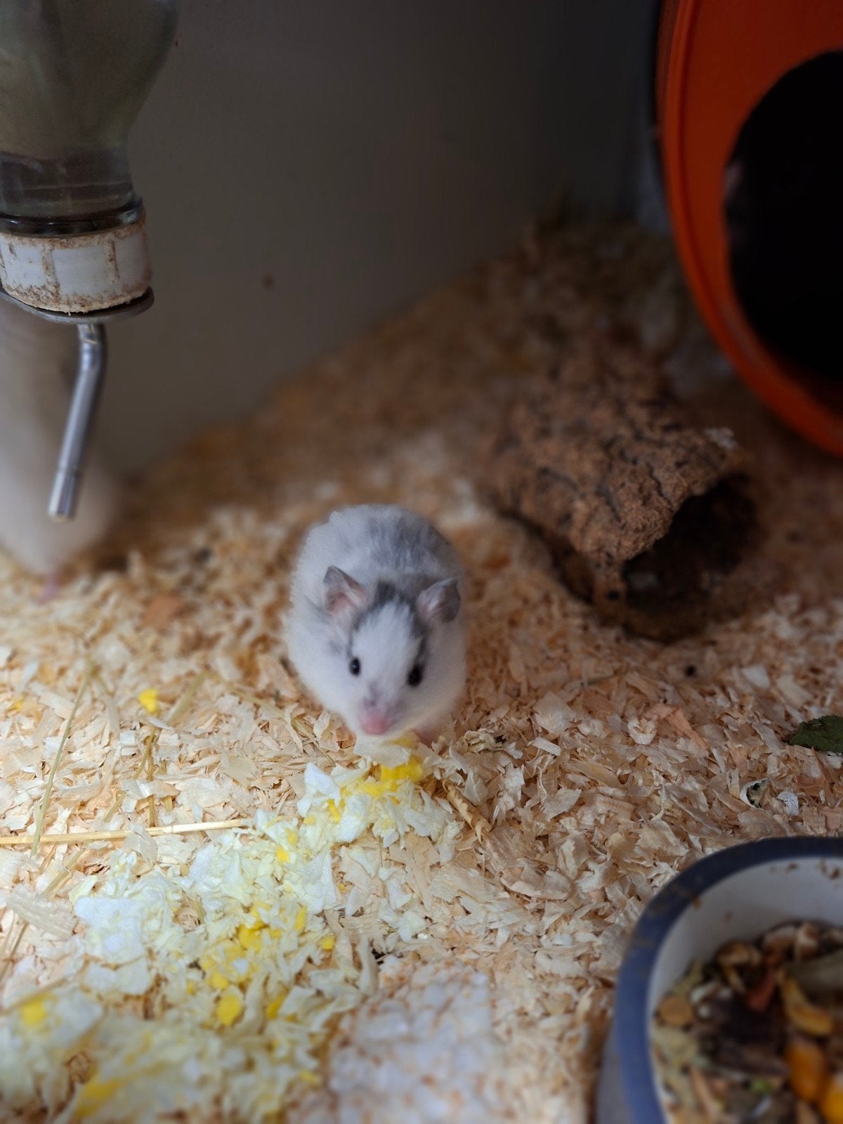Verschillende lieve goudhamsters, Hamster, Augustus, Meerdere dieren, Tam