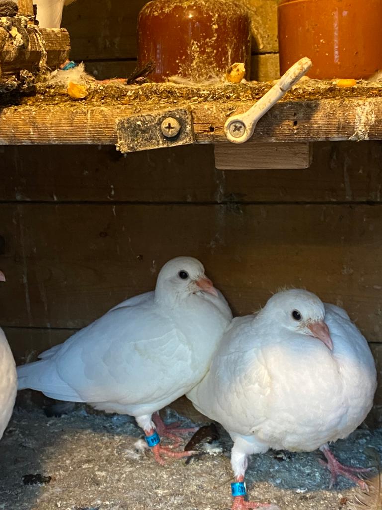 Meerdere jonge postduifjes zoeken een gouden nestje, Meerdere dieren, Overige soorten