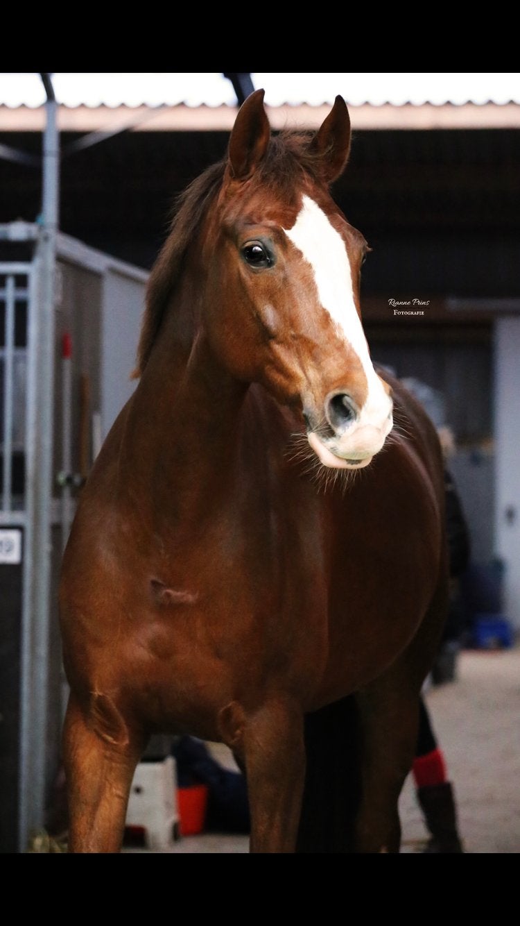 Veelzijdige, betrouwbare 18-jarige merrie zoekt gouden huis!, Merrie, Met stamboom, L, 160 tot 165 cm