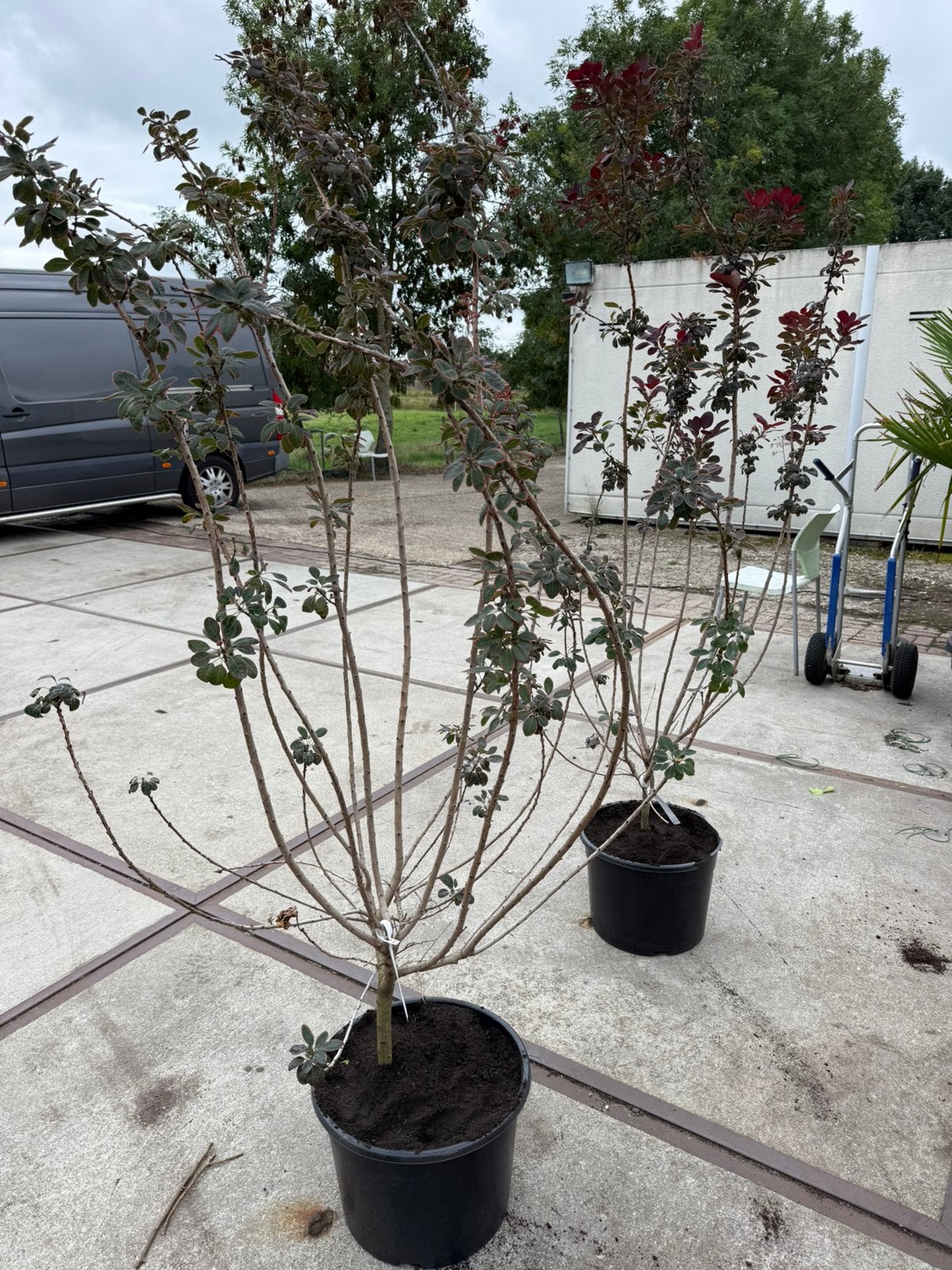 Priikenboom grote struik 150/175 mooi gelijk potgekweekt, Volle zon, Vaste plant, Zomer, Ophalen