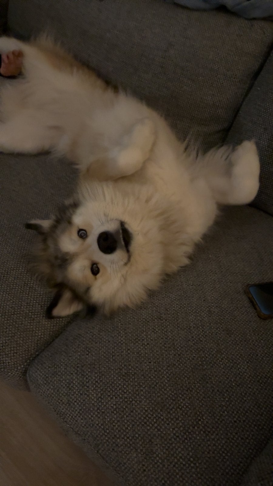 Super lieve husky mix, CDV (hondenziekte), Teef, Poolhond, Eén hond