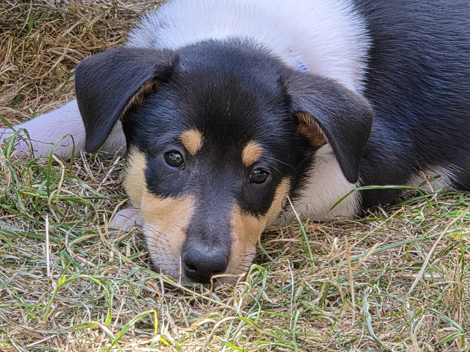 Schotse herder (Smooth collie) pups tri color, Dieren en Toebehoren, Parvo, Reu, 8 tot 15 weken, Collie