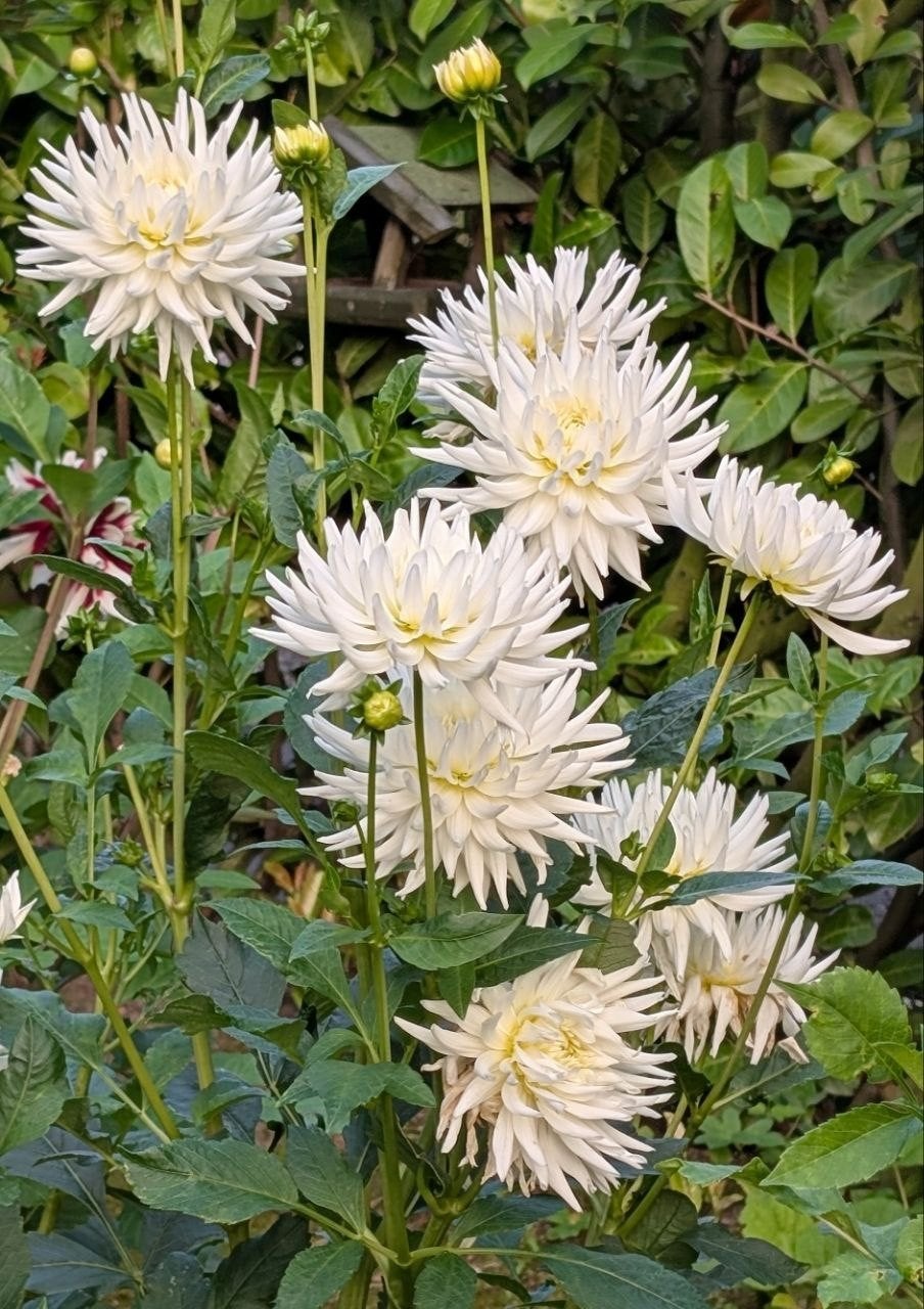 Dahlia 'White Star' 120 cm, 2 knollen.-, Ophalen, Volle zon, Knol