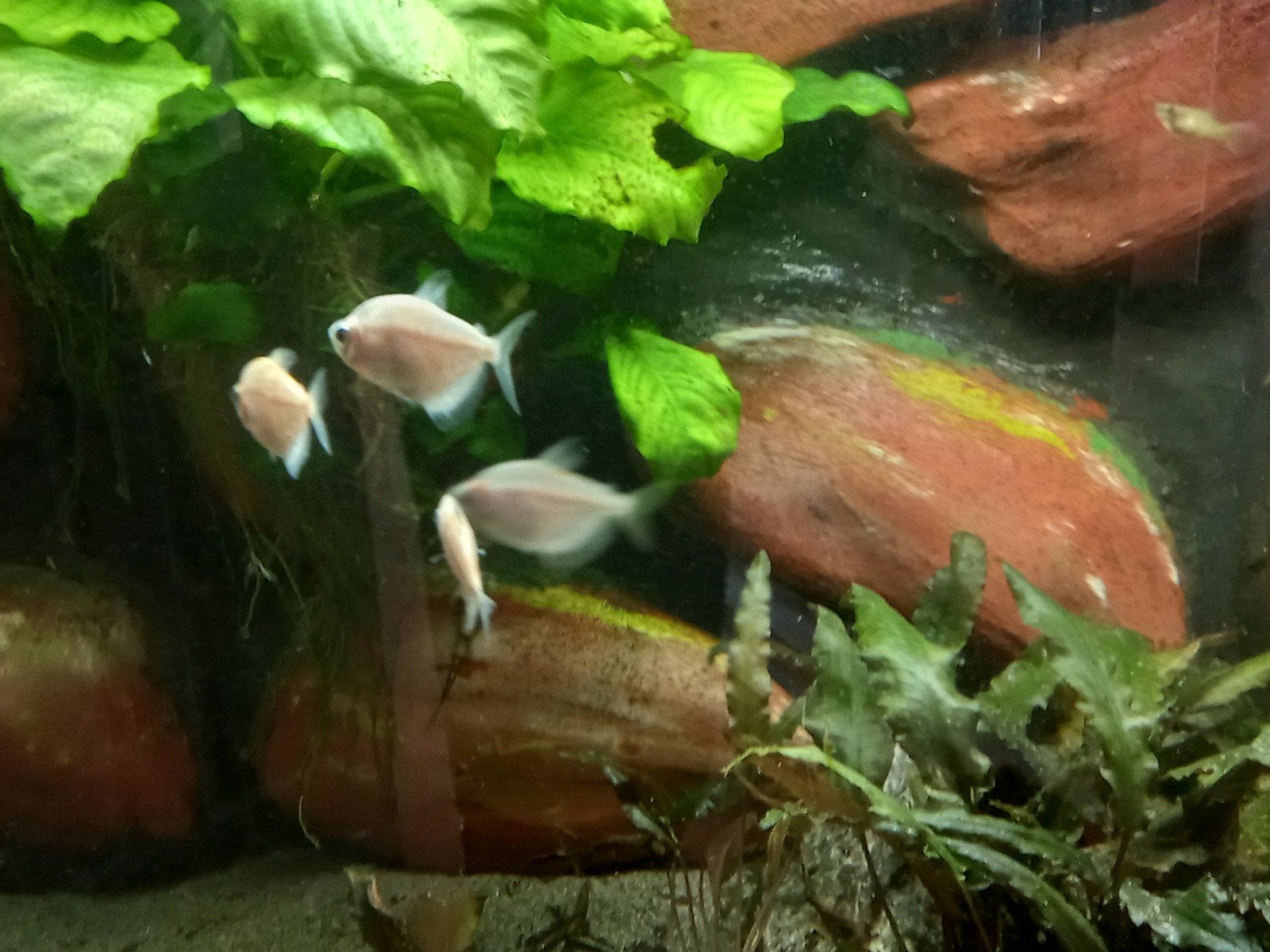 vissen witte rouw tetra, Dieren en Toebehoren